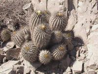Copiapoa eremophila PV 1944 _1.jpg